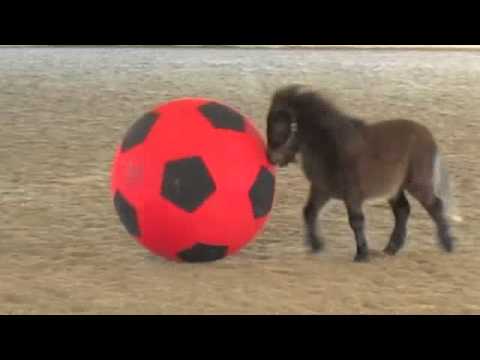 Mini horse foal plays with a giant ball