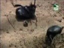 Animal Planet al Extremo - Glotones 4/5 Animal Planet al Extremo - Glotones 4/5