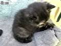 videos de Kittens in Basket