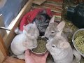 Five Chinchillas Eating