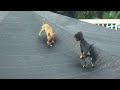 Manini & LavaGirl playing on tent
