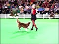 Ginnie and Kath Hardman CanCan Crufts