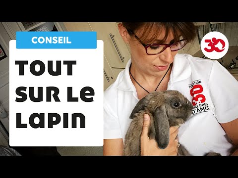 Tout savoir sur le lapin