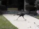 Mistletoe Heights Wild Turkey Part 3 Mistletoe Heights Wild Turkey Part 3