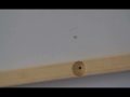 Installation Guide - Crazy Cats Wall Climbing System Installation Guide - Crazy Cats Wall Climbing System