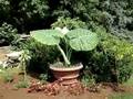 A very large plant waving in the breeze behind Logee's.