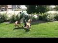Protection Dog Training with 3 Malinois Denver, Colorado