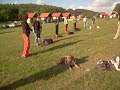 Výcvik psů - dlouhodobé společné odložení - Louisiánský leopardí pes Catahoula