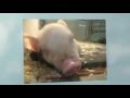 I am a Pig