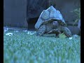 African Spurred Tortoise- Spike African Spurred Tortoise- Spike