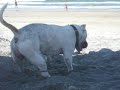 Apollo na areia preta da praia