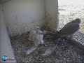 Baby peregrines: dinner, poopshot, nap Baby peregrines: dinner, poopshot, nap