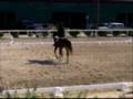 Urvin, 2001 KWPN gelding by Gribaldi