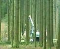 Timberjack