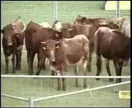 There is no image associated to this video