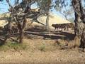 Clifton Ewes and Lambs