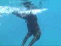Skin Diving with Sea Lions