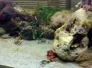 Acquario mediterraneo 400 litri - vasca 150x50x50 Acquario mediterraneo 400 litri - vasca 150x50x50
