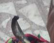 Dancing Cobra in Pabbi nowshera