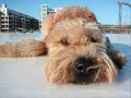 The Cutest Soft-Coated Wheaten Terriers