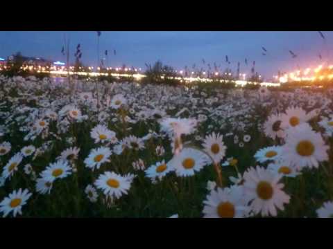 Ромашковая поляна Ромашковая поляна