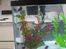 Betta in 10 Gallon Tank