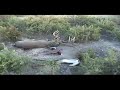 VENADOS GANCHADOS EN PELEA