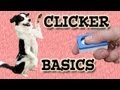 Clicker Training Basics - Dog Training