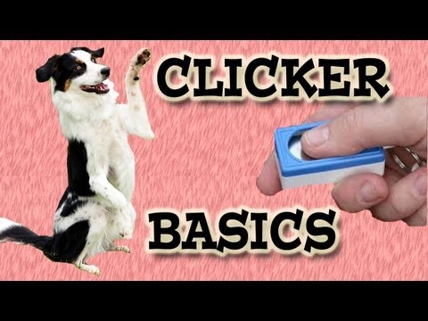 how to train using a clicker