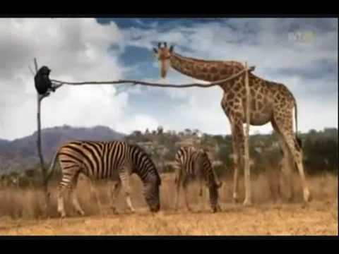 Oruga Trotamundos mira el video - MioPlanet.org