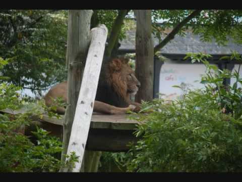 asian lion