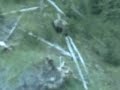 Yellowstone Bear