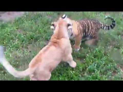 tigre vs leon batalla - tenga cuidado esto es una masacre no lo vean jajaja.