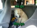 My Dog Livvie