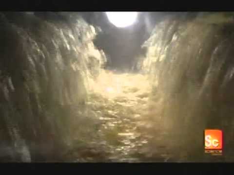 canola - How rapeseeds become canola oil.