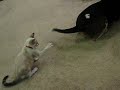 Cat playing with Buddy's Tail