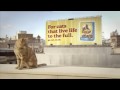 Your cat could win you a holiday...