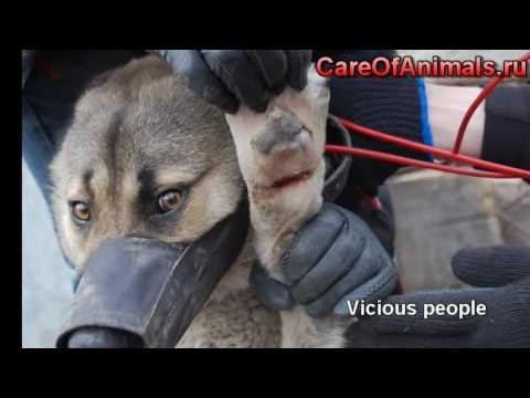 how to care stray animals
