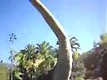 Jurrasic Park - Universal Studio's Hollywood