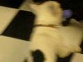 videos de Fighting for a bone at My Dogs Daycare