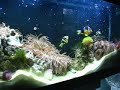 reef tank