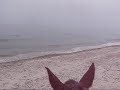 Twombly Publishing presents \"a horse walking on the seashore Twombly Publishing presents \"a horse walking on the seashore