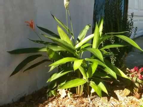 how to transplant heliconia