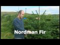 Christmas Trees