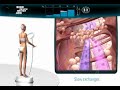Plataforma vibratoria
