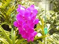 Barbados Orchid Farm