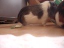 Guinea pigs