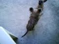 perros jugeton.3gp