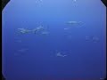 a group of divers from ireland dived shark pass at bikini atoll, october 2005. this is what they saw...