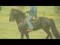 Moris-Cavallo Frisone Moris-Cavallo Frisone